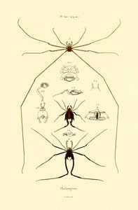 Araignées, 1833-39 - French School
